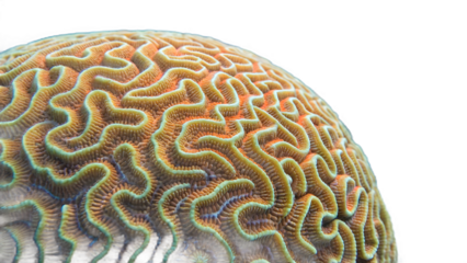 Detailed Brain Coral Illustration on Transparent Background with Realistic Textures
