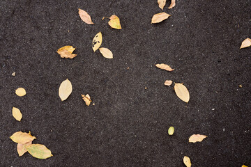 アスファルトに散らばる黄色い落ち葉。都市の背景素材