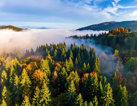Misty forest valley, autumn colors, mountain backdrop - Powered by Adobe