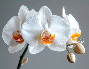 White orchids bloom. Orange centers, buds. Gray background