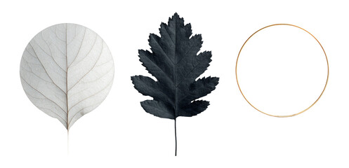 Elegant Isolated Leaves and Circular Frame on Transparent Background