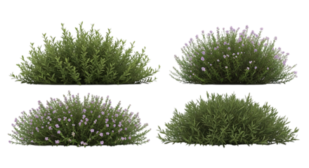 Four green bushes with small purple flowers and leaves transparent