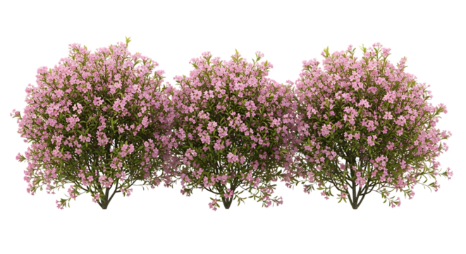 Three flowering bushes with pink blossoms and green leaves transparent - Powered by Adobe