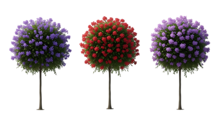 Three flowering trees purple red purple on transparent background