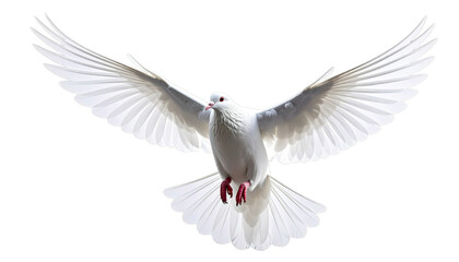 Obraz premium White dove flying on transparent background.