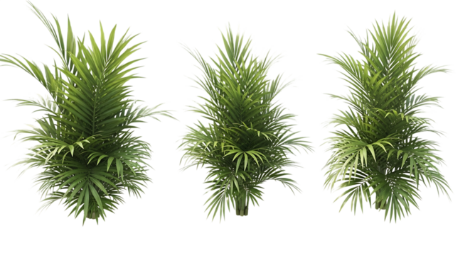 Three green palm plants with detailed fronds transparent