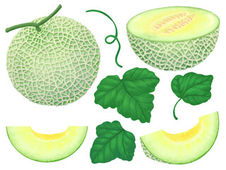 Illustration of a whole cantaloupe, half cantaloupe, slices, leaves and a vine on a white background.