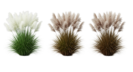Three Pampas Grass Plants transparent White Tan Brown transparent background