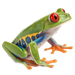 Bright Colorful Red Eyed Tree Frog on Clear Transparent Background for Design Projects