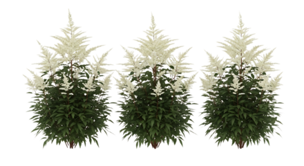 Three transparent white astilbe plants with green foliage