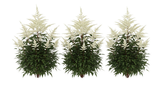 Three transparent white astilbe plants with green foliage