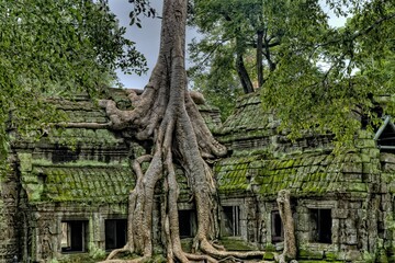 ta prohm temple cambodia