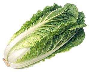 Detailed Romaine Lettuce Head on Transparent Background Ideal for Food Packaging and Cooking Graphics