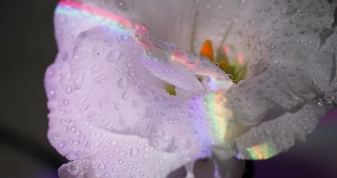 Floral background. Rainbow water texture. Defocused white color eustoma flower orange pink drop liquid on tropical art abstraction.
