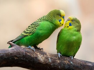 Two Parrots Branch  