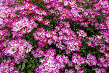 Fototapeta premium Beautiful Japanese cemeteries where flowers bloom - 62