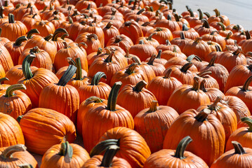 Rows of orange pumpkins in sunlight at a farmers market during fall season