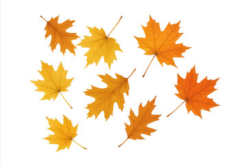 Fototapeta premium Maple and oak leaves falling, autumn foliage season, warm colors, transparent background for design elements