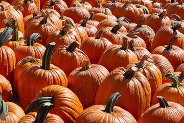 Pumpkins arranged in rows at farmers market under autumn sunlight