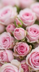 Delicate Pink Roses - A Close-Up of Floral Beauty.