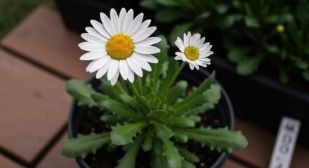 Two White Daisy Flowers With Yellow Centers Growing In A Black Pot With Green Leaves And Dark Background