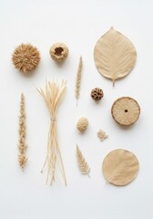 Various Dried Natural Botanical Elements and Seed Pods Arranged on a White Background in Overhead View