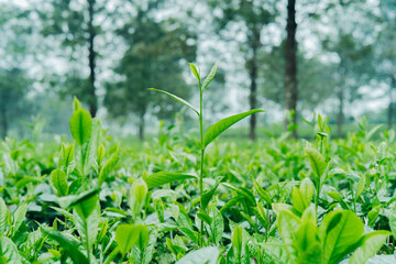 Organic green tea leaves in vibrant plantation, healthy young shoots, close up view.