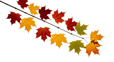 Maple branch silhouette with colorful fall leaves,transparent