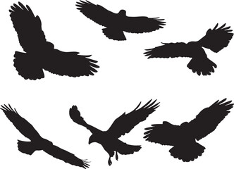 Eagle Silhouettes Flying, Vector Illustration on White Background.