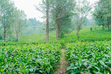 Lush green tea plantation with tall trees in misty hills, symbolizing freshness, nature, and sustainability.