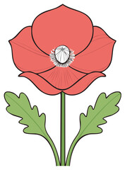 Vibrant red poppy flower blossom with flowing petals and green stem leaves botanical illustration artwork