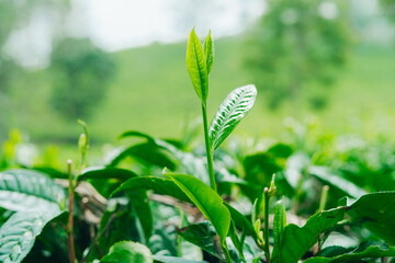 Fresh green tea leaves close up in sunlight, healthy plants in an organic plantation