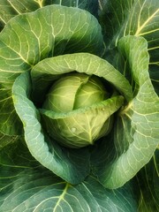 Green leaf background in close-up, natural foliage texture for eco design. Fresh young  cabbage close-up, natural green vegetable texture, healthy organic food background.