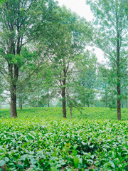 Tea plantation on morning mist, representing freshness, purity, and sustainability.