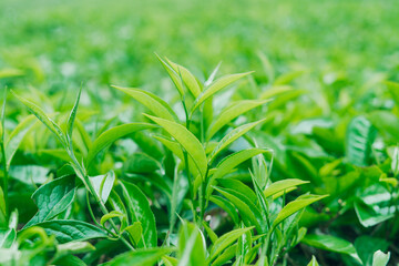Young tender green tea leaves growing in a vibrant tea plantation with dew on fresh foliage