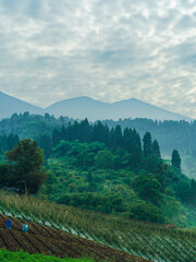Lush forest landscape with fog over mountain hills, perfect for nature and travel adventures