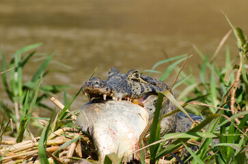 Caiman eating a fish. 