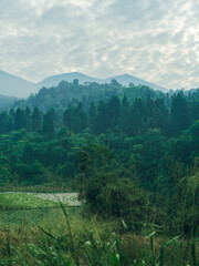 Foggy mountain hills in dense forest, ideal for environmental and outdoor travel