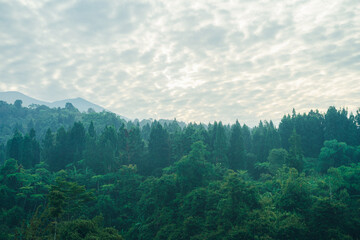 Dense green forest with fog rolling over hills ideal for travel, adventure, and environmental