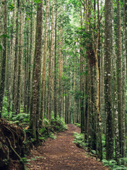 Pathway through rainforest trees with sunlight, symbolizing adventure, travel, and nature.