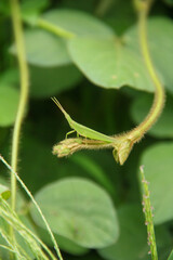 Atractomorpha crenulata or tobacco grasshopper camouflaging itself on a leaf