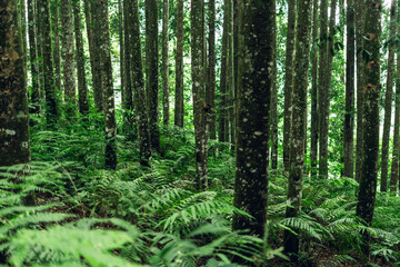 Dense woodland with tall trees and scattered light creating a peaceful tropical rainforest mood