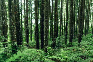 Scenic forest interior with towering trees for nature, hiking, and travel