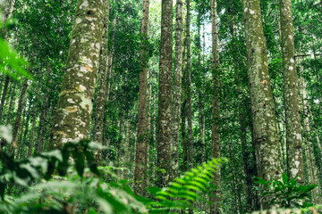 Natural jungle forest background with moss-covered trunks and layers of bright green leaves.