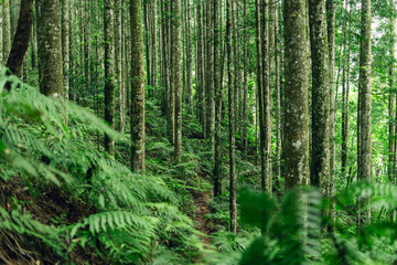 Woodland path leading into the dense forest, perfect for adventure, travel, and nature projects.