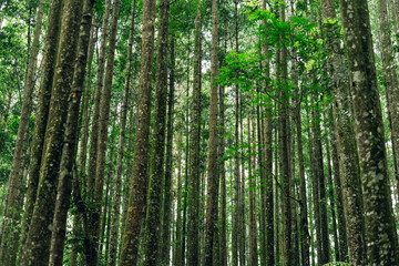 Forest with tall slender trees and leafy ferns for outdoor exploration and travel content.