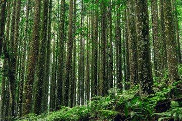 Scenic forest with high trees and moss, great for nature and outdoor projects