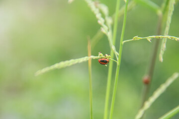 Ladybugs or ladybirds are small beetles that form the family Coccinellidae, ladybugs that are found in green grass in the morning