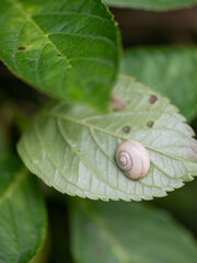 葉の上の小さなカタツムリ
