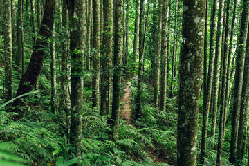 Forest footpath leading into lush greenery, ideal for eco tourism and environmental awareness.